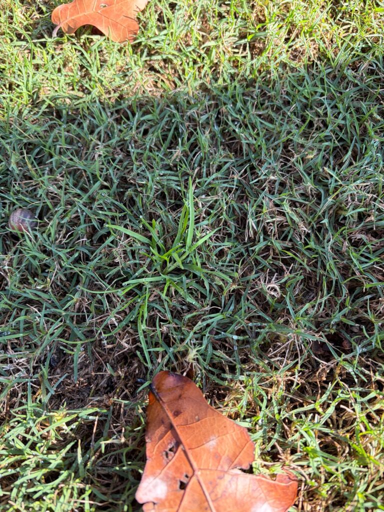 What type of winter weed is this?