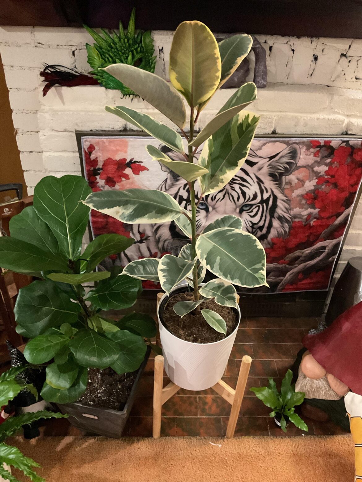 My new fiddle leaf My new fiddle leaf