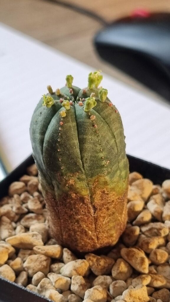 Bisexual flower on euphorbia obesa (hybrid?)