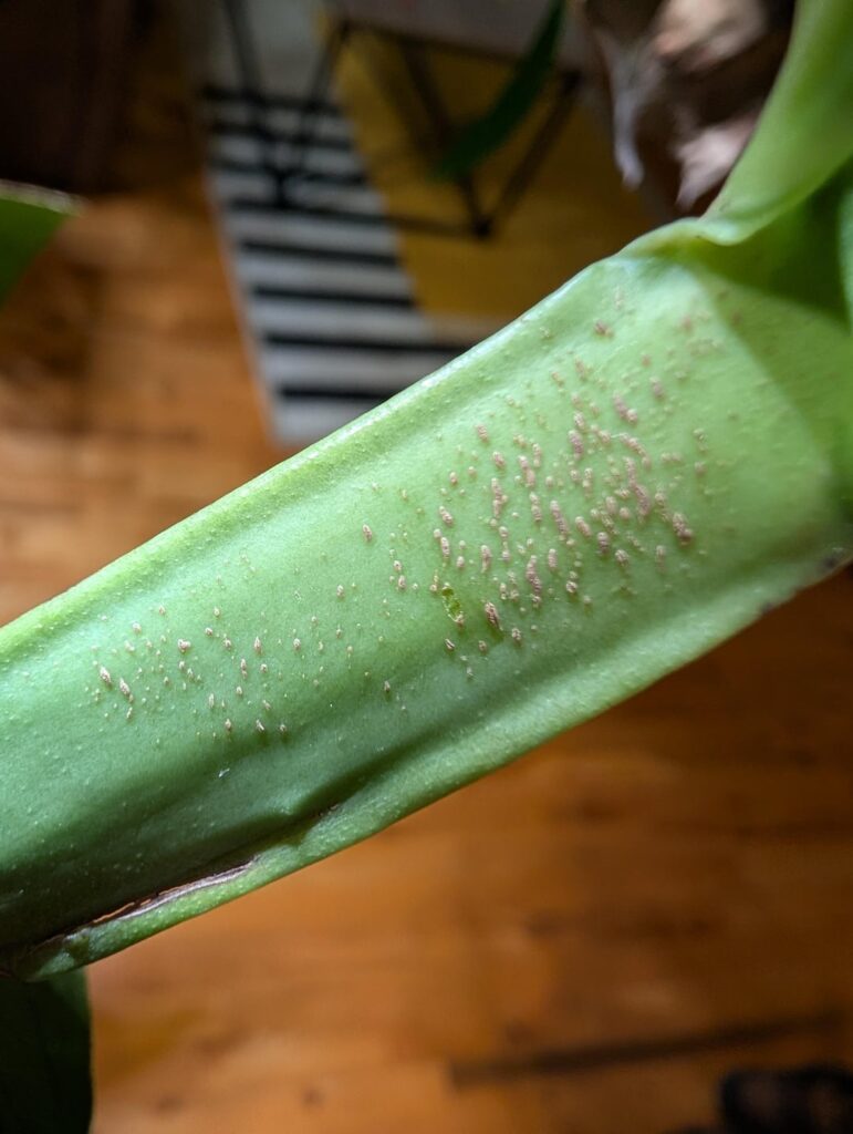 Uh oh.. what's this on my Monstera ?