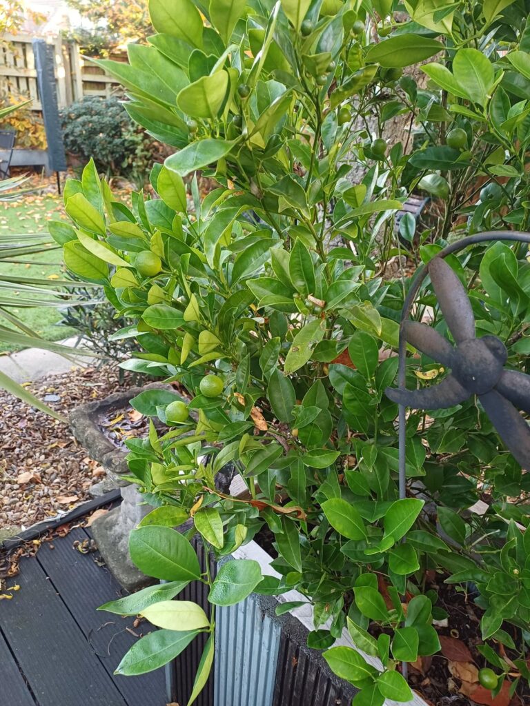 So proud of my trees!