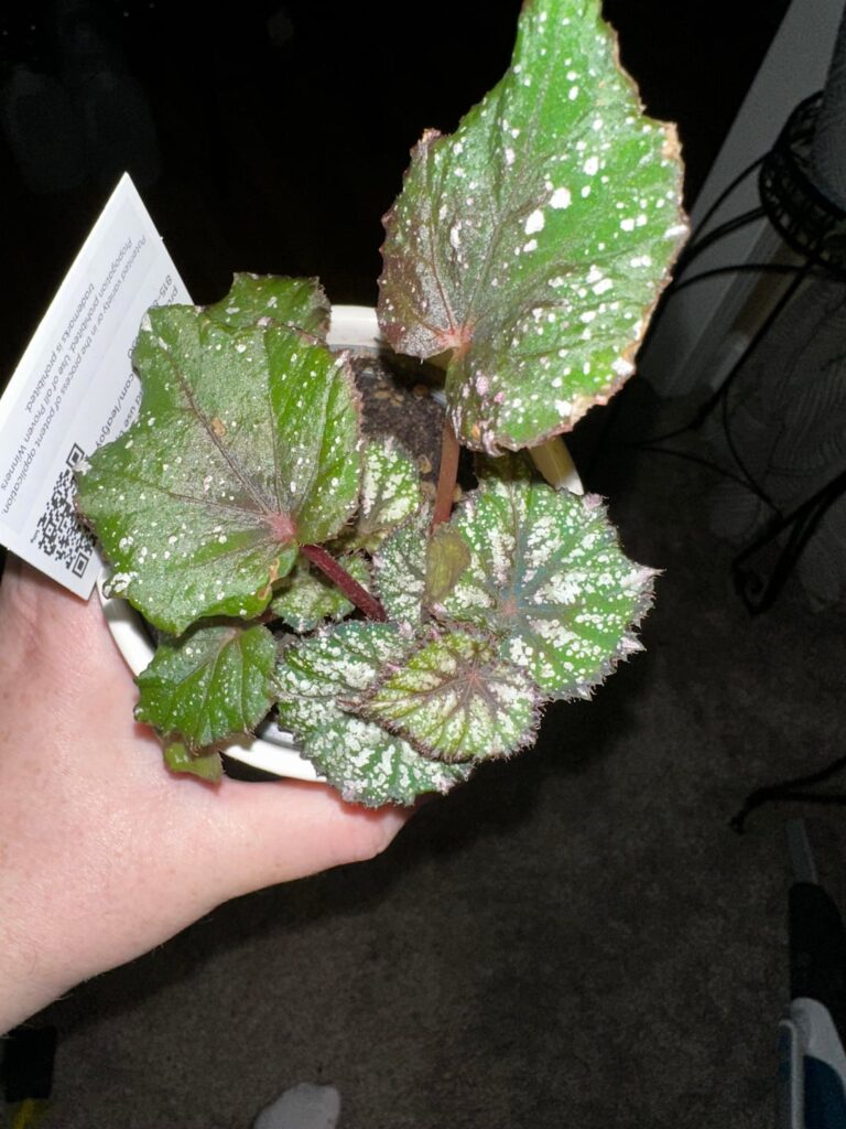 ID needed on these please!