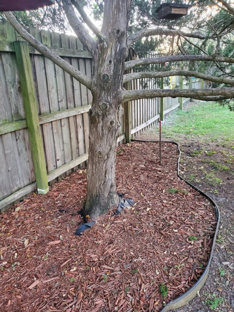 28 year old Cedar Pine Examination Plz