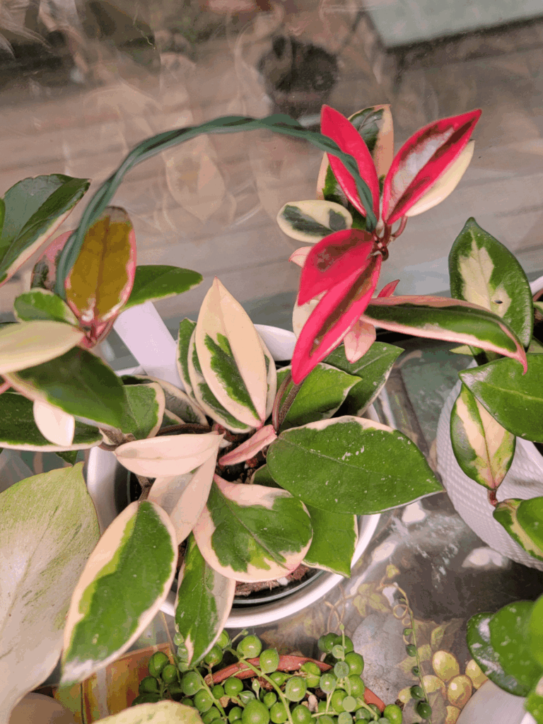 On Wednesdays we wear pink