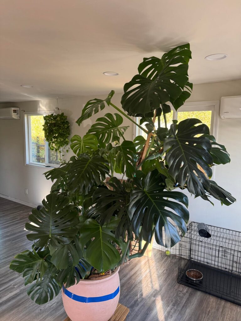 It wasn’t easy but we got her moved in 1 piece
