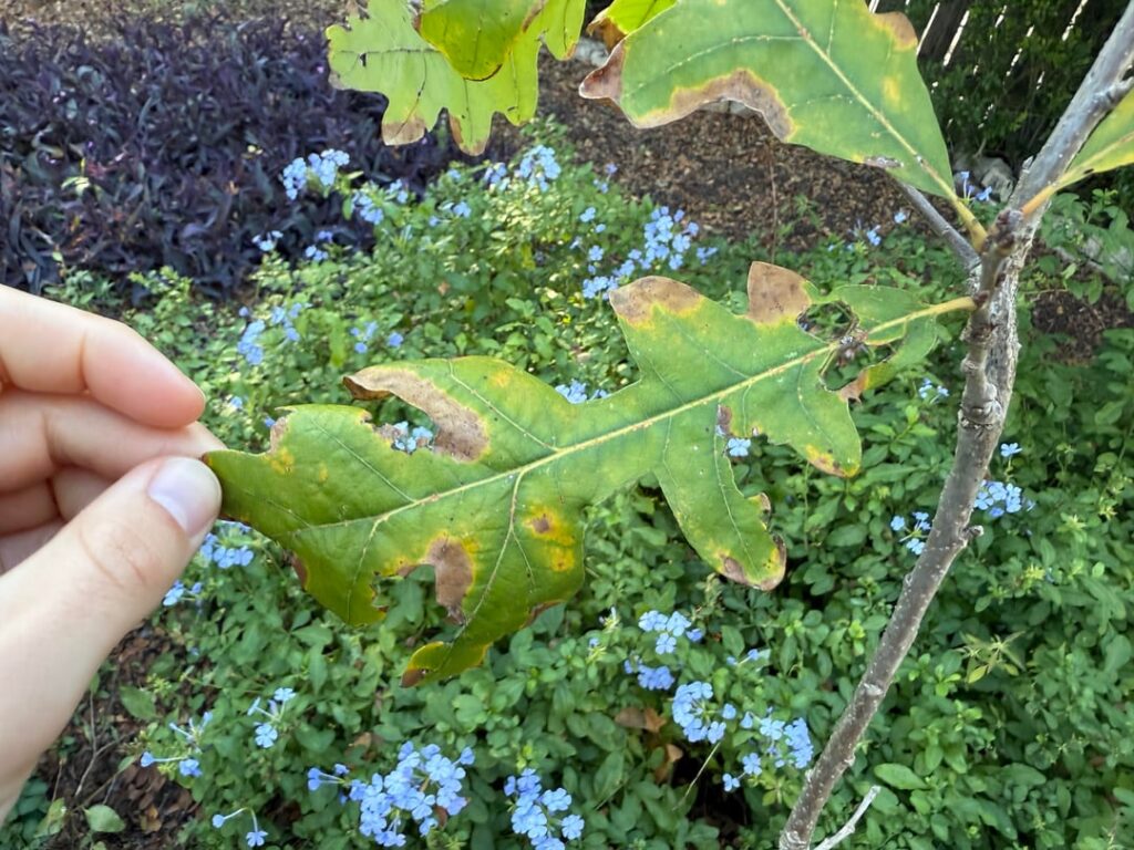 Help IDing oak