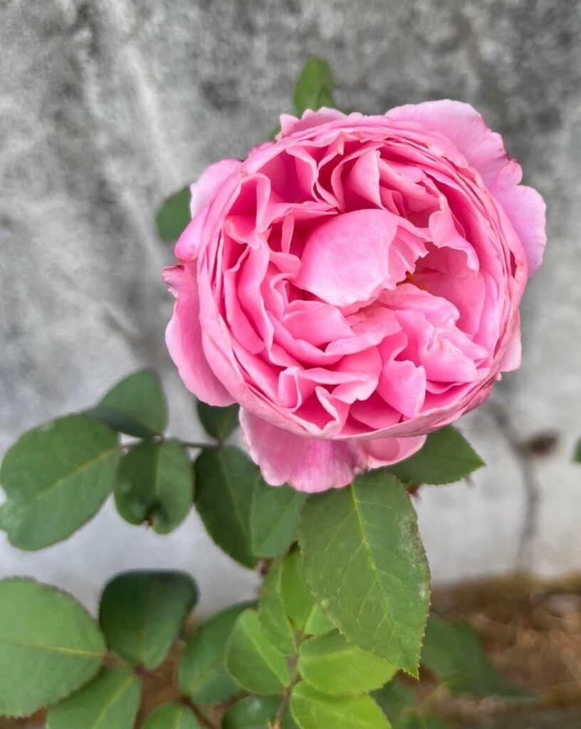 Cathedral Bells “Grandiflora/Shrub” Cathedral Bells “Grandiflora/Shrub”