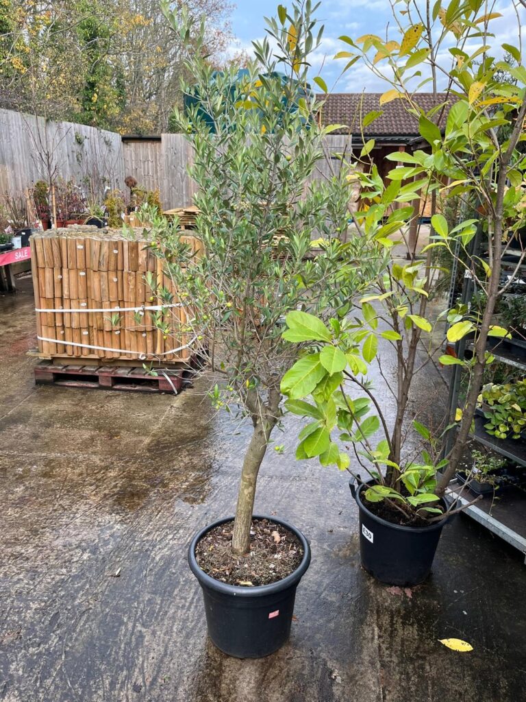 Help us choose an olive tree! Help us choose an olive tree!