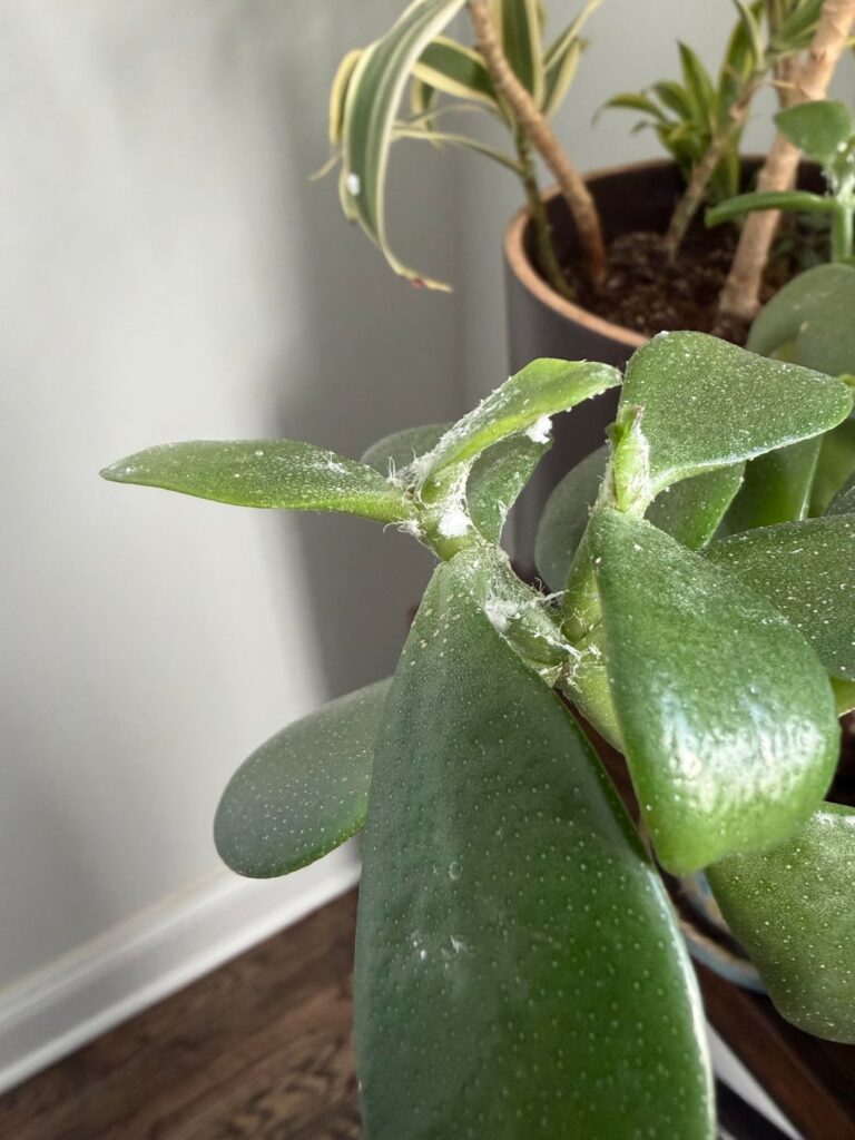 Mysterious white material on my jade plant Mysterious white material on my jade plant