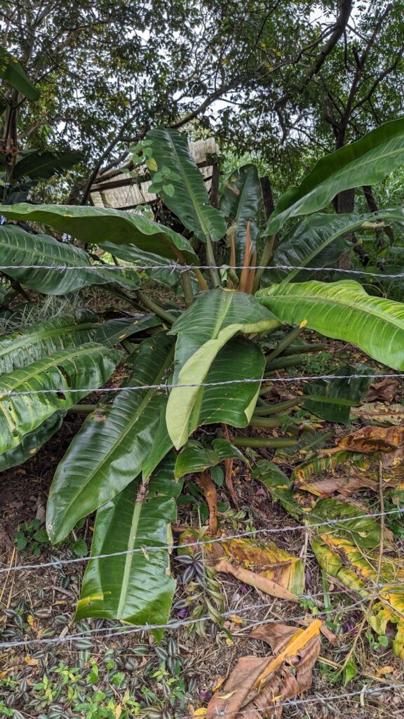 Absolute unit in a lot near my house