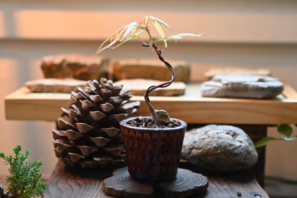 I make mini bonsai in California