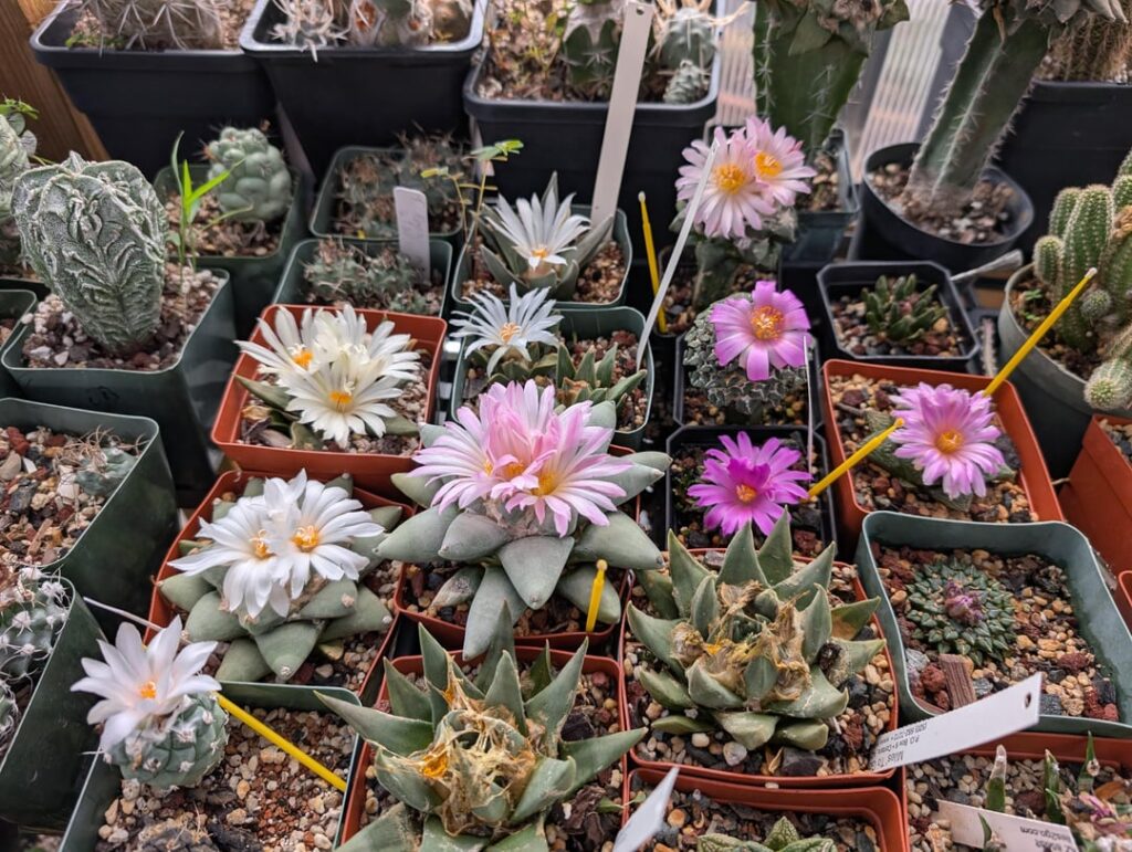 Flowering Ariocarpus