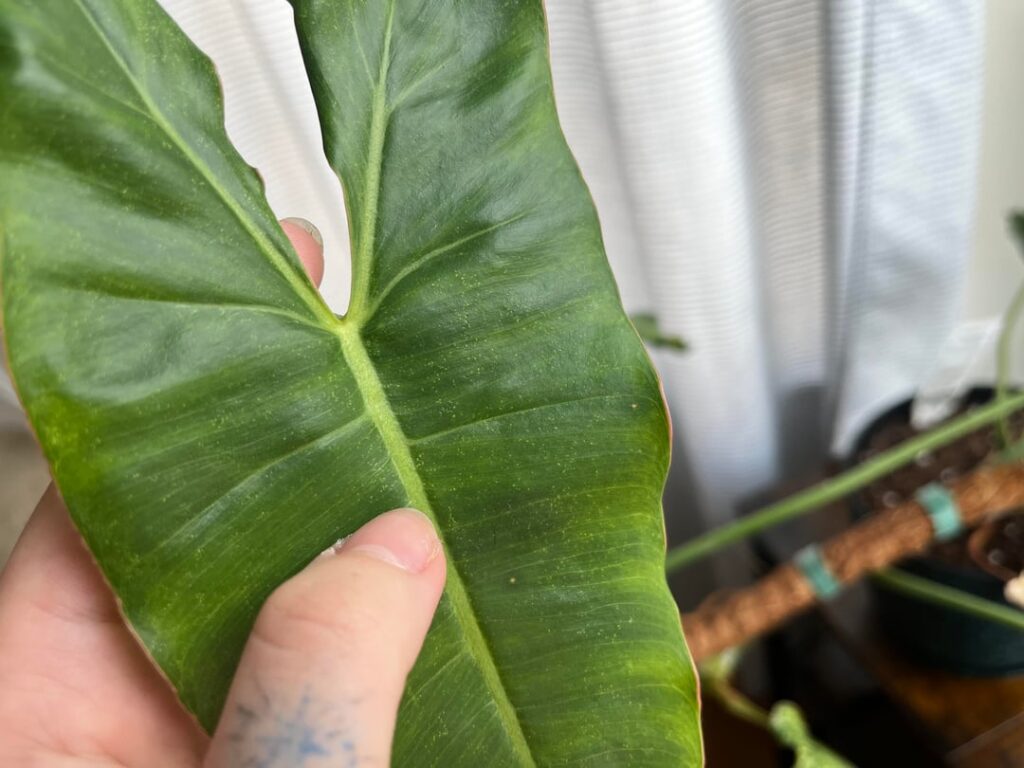 Is she ok? How can I make her healthier?