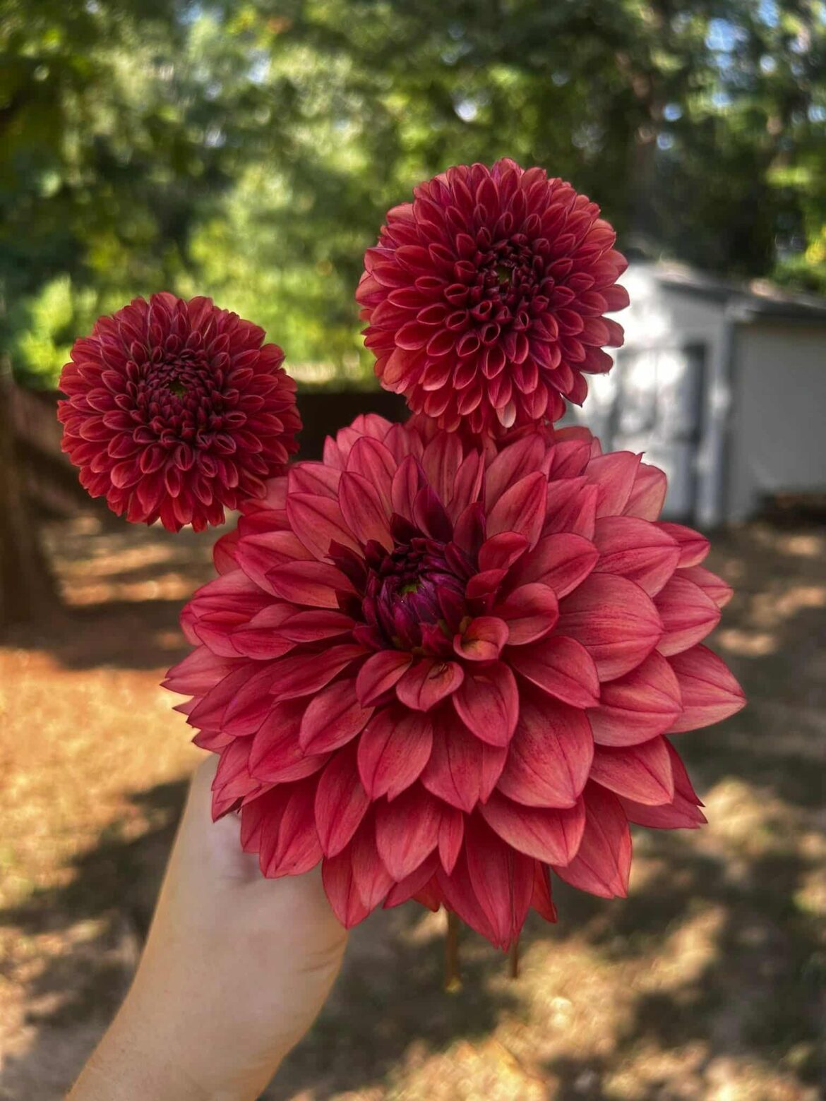 Bloomquist York' dahlia is so gorgeous and elegant