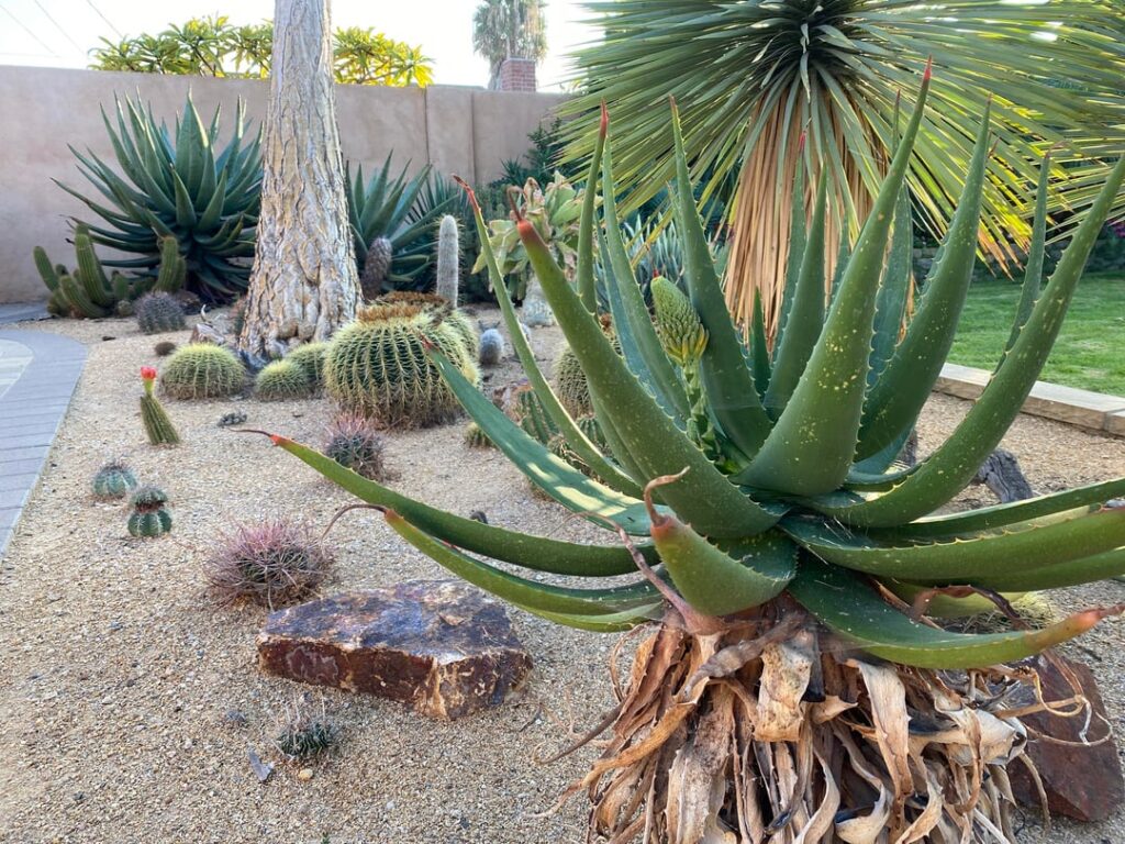 More pictures of my cactus garden