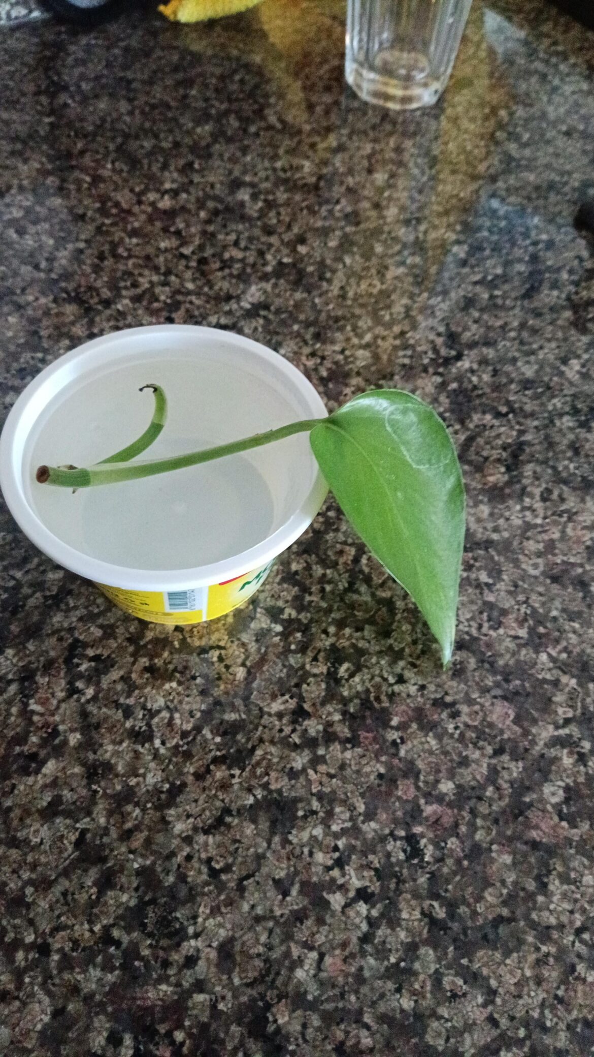 Will it grow?