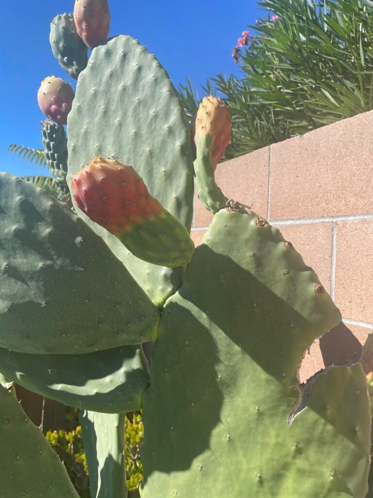 A few half pad half fruit opuntia