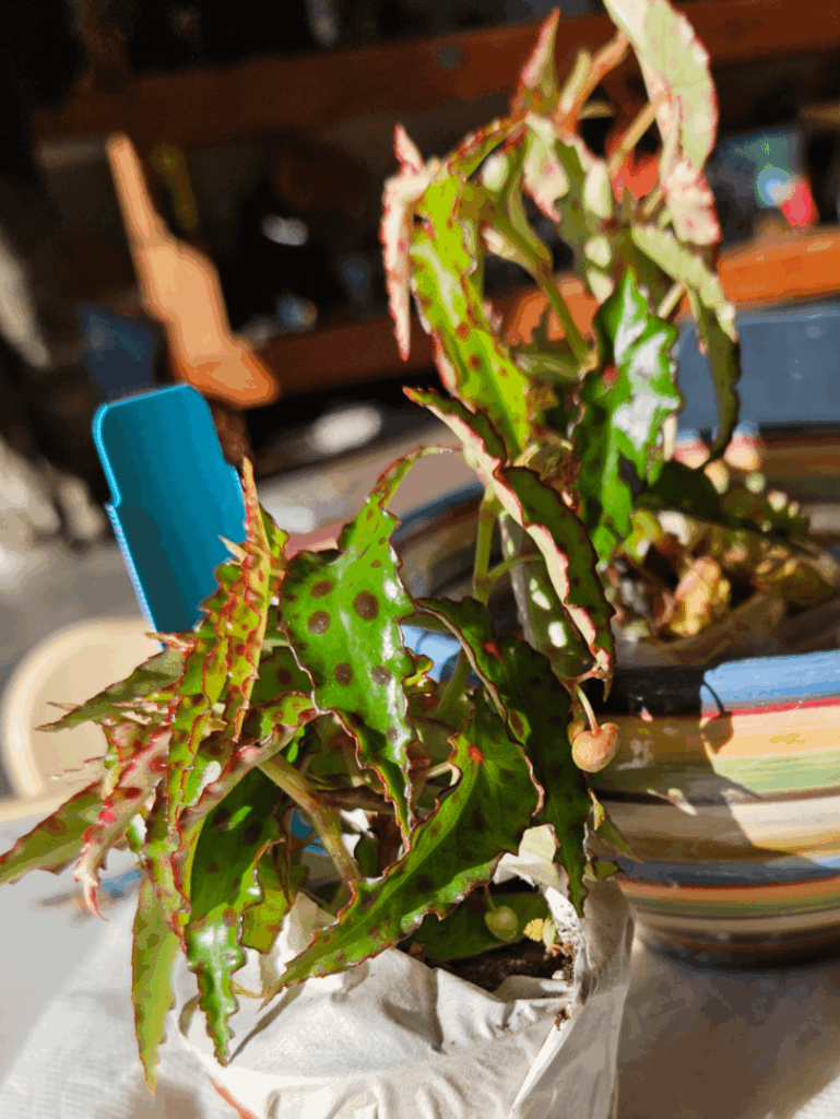 Can we talk plant food?