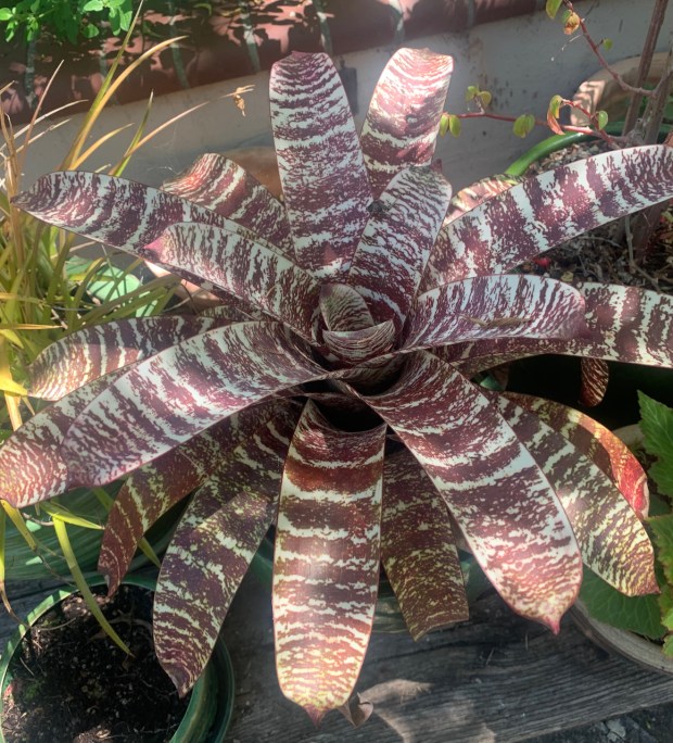 Red chestnut bromeliad (Vriesea fosteriana var. seideliana ‘Red Chestnut’). (Courtesy...