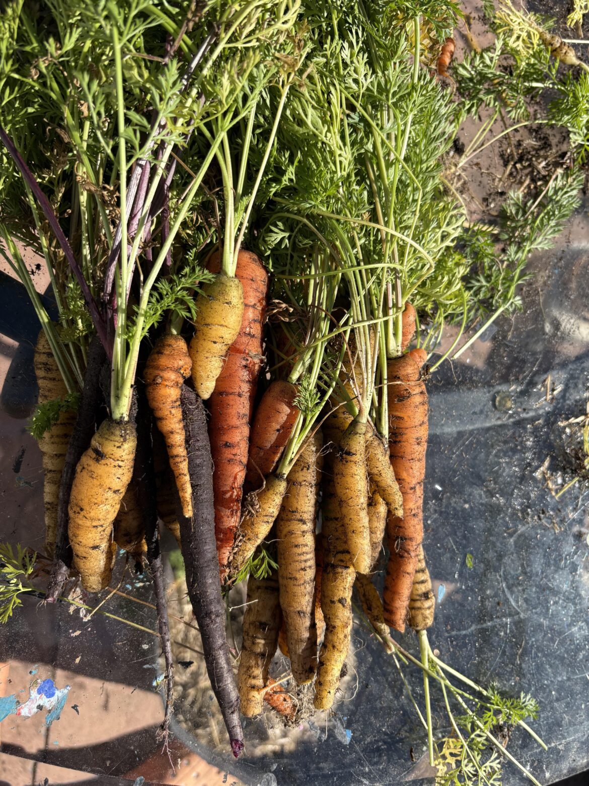 $20 in soil, fertilizer and seeds + 3 months of growth, for like 4$ in carrots 🥕