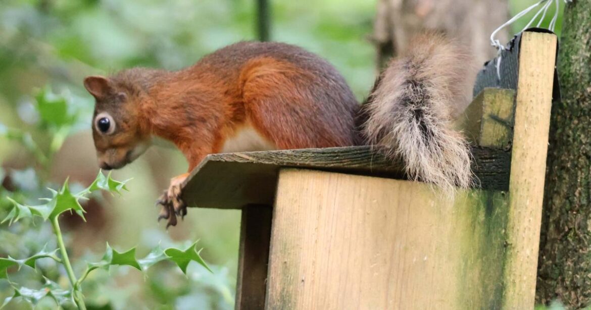 Ryde garden owners asked to report red squirrel sightings Ryde garden owners asked to report red squirrel sightings