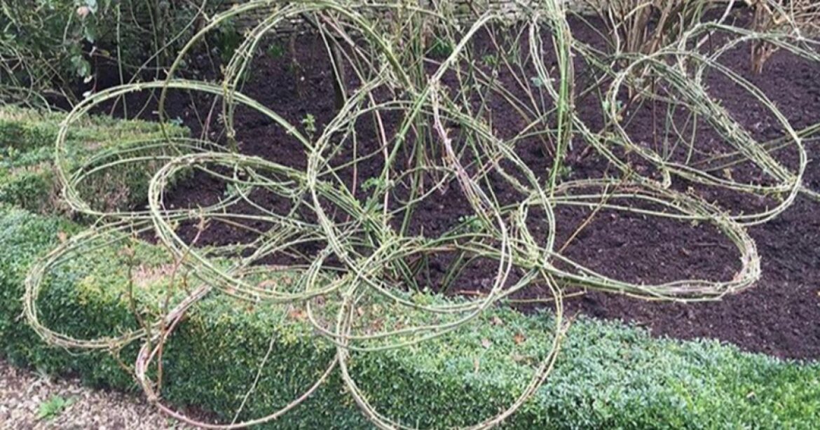 Norfolk School of Gardening on the art of pruning roses Norfolk School of Gardening on the art of pruning roses