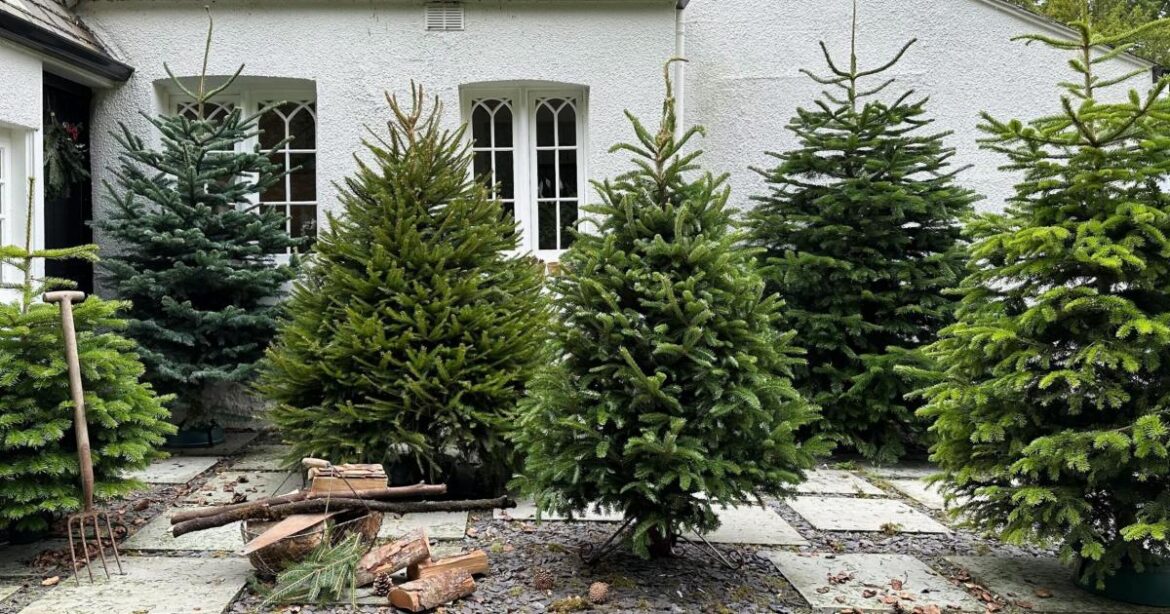 Worcester Garden Centre donates Christmas tree to hospice Worcester Garden Centre donates Christmas tree to hospice