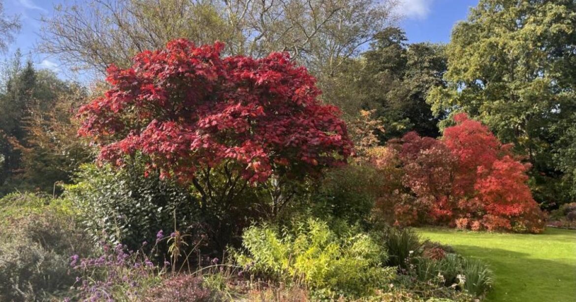 Award-winning Ardleigh garden hosting festive wreath workshops at £45