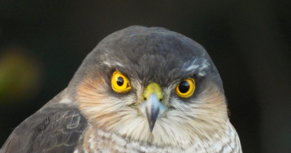 Fast and agile bird of prey swops into Worcester garden