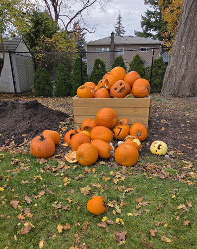 pumpkins, box 34