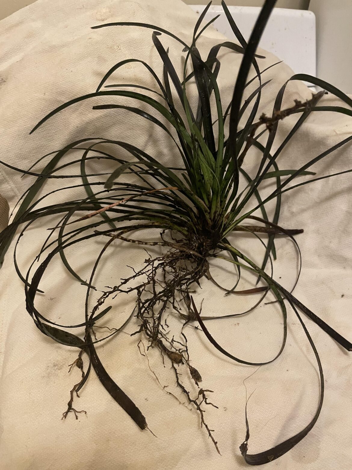How to care for storm dropped plant?