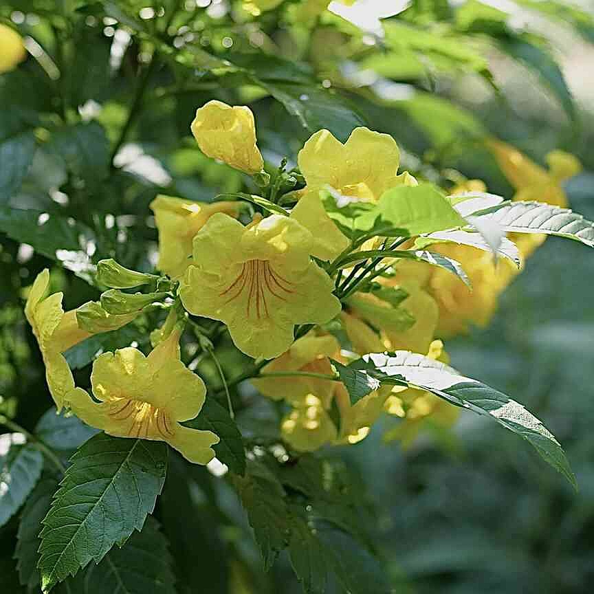 THE GARDEN GUY: Chicklet Gold Esperanza brings beauty, pollinators THE GARDEN GUY: Chicklet Gold Esperanza brings beauty, pollinators