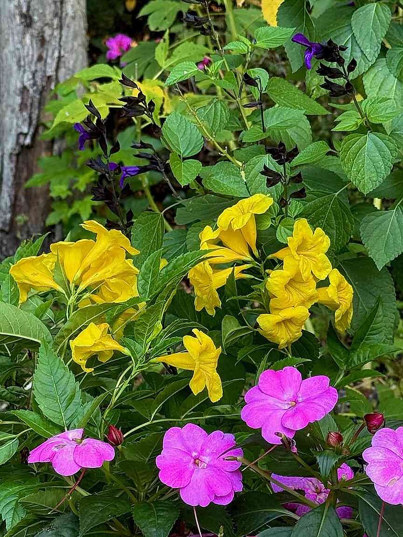 Chicklet Gold Esperanza found its place layered in between SunPatiens and Rockin salvias. (Norman Winter/TNS)
