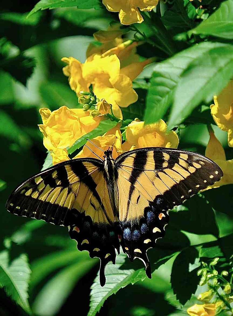 This female Eastern Tiger Swallowtail with her blue swatch looks like the perfect complement. (Norman Winter/TNS)