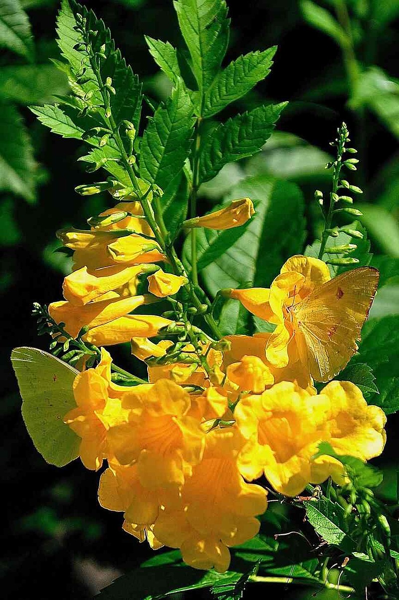 Appearing camouflaged, these Sulphur butterflies have found the yellow tubular blossoms to be high on the menu. (Norman Winter/TNS)
