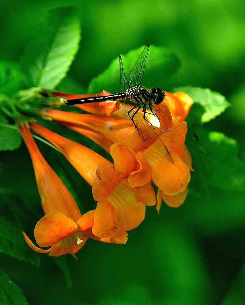 The Chicklet Orange Esperanza was the first in the series. It is also recommended for zones 8-11. (Norman Winter/TNS)