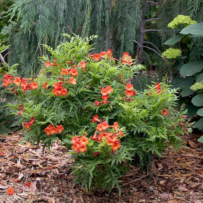 Chicklet Red Esperanza will make its debut in 2026. It will be shorter, in the 3 to 4 feet range with a spread of 2 to 3 feet. (Norman Winter/TNS)