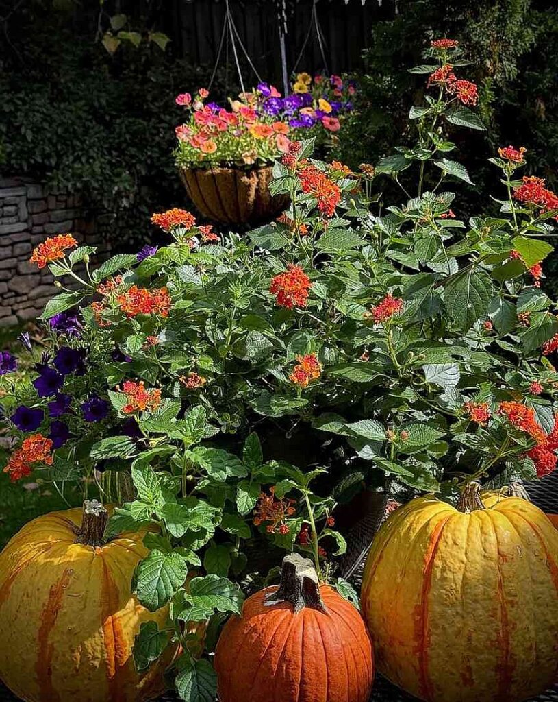 ON GARDENING: September flower planting made for riveting fall colors