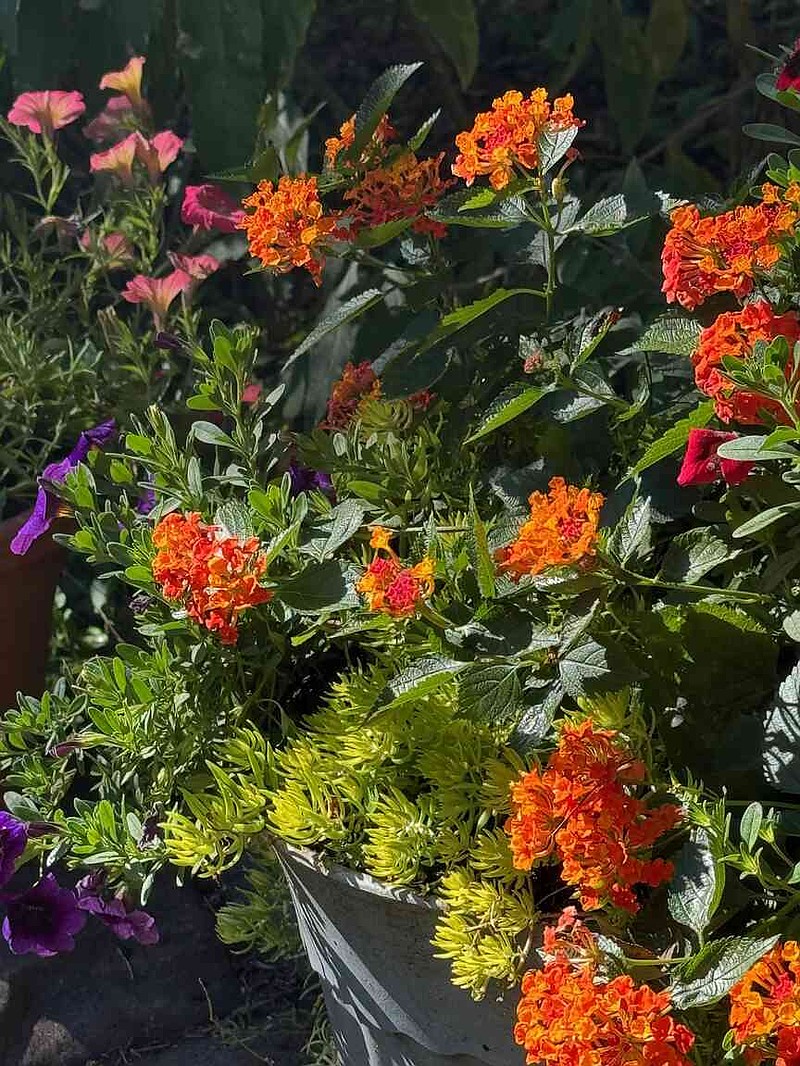 This small container made of recycled bamboo features Luscious Marmalade lantana, Superbells Grape Punch calibrachoa and Lemon Coral sedum. (Norman Winter/TNS)