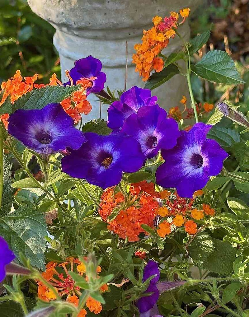 Supertunia Tiara Blue petunia creates a perfect complementary color scheme with this Luscious Marmalade lantana. (Norman Winter/TNS)