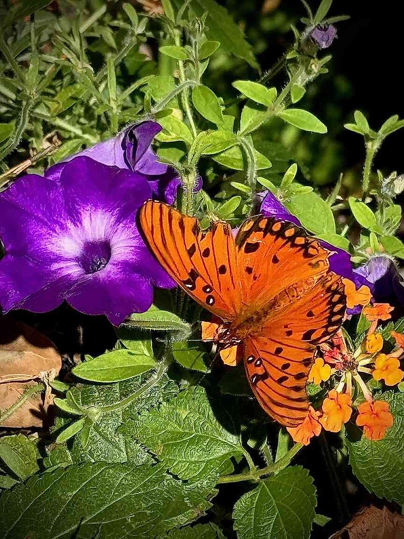 This Gulf Fritillary shows off its fall orange color while getting nectar from the Luscious Marmalade lantana. (Norman Winter/TNS)