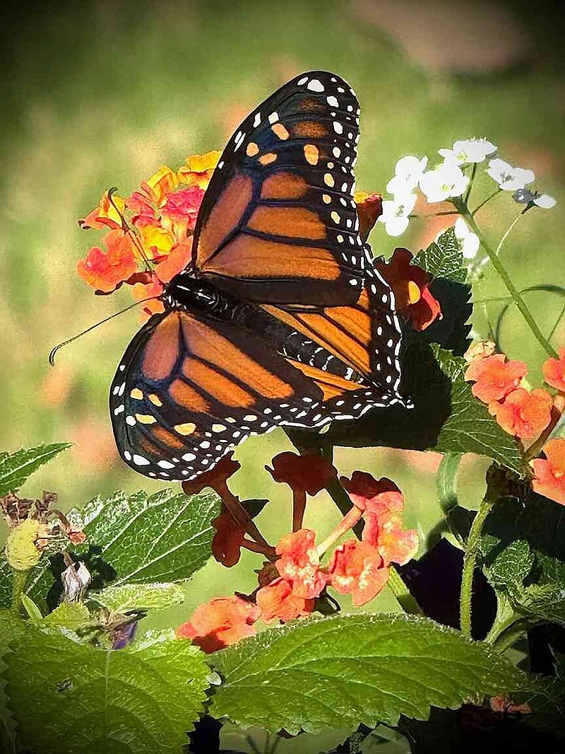Migrating Monarch butterflies have shown they too like the Luscious Marmalade lantana. (Norman Winter/TNS)
