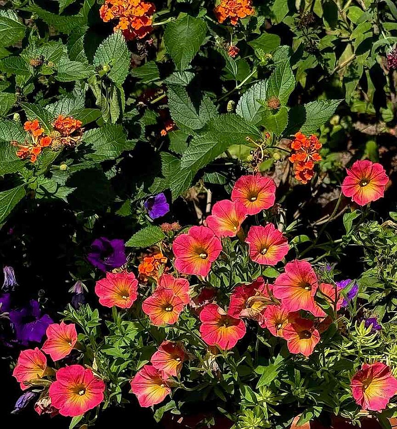 Supertunia Persimmon petunia is another great addition for giving both orange and yellow to the fall flower garden. (Norman Winter/TNS)