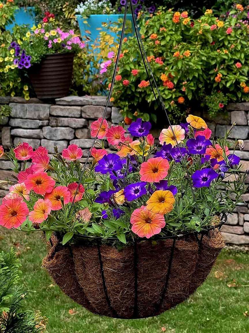 Hanging baskets featuring Supertunia Persimmon, Honey and Tiara Blue petunias create a Fall Flower Fest of color. (Norman Winter/TNS)