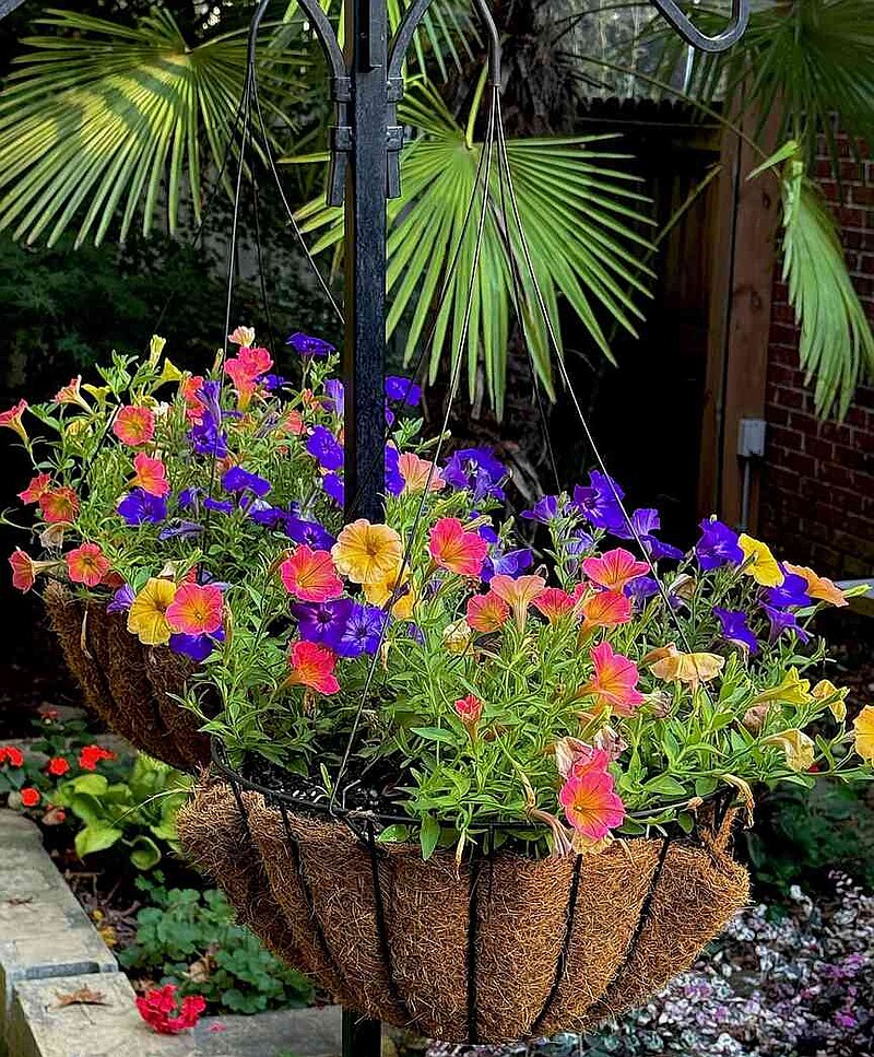 These colorful baskets look like candy featuring Supertunia Persimmon, Honey and Tiara Blue petunias. (Norman Winter/TNS)