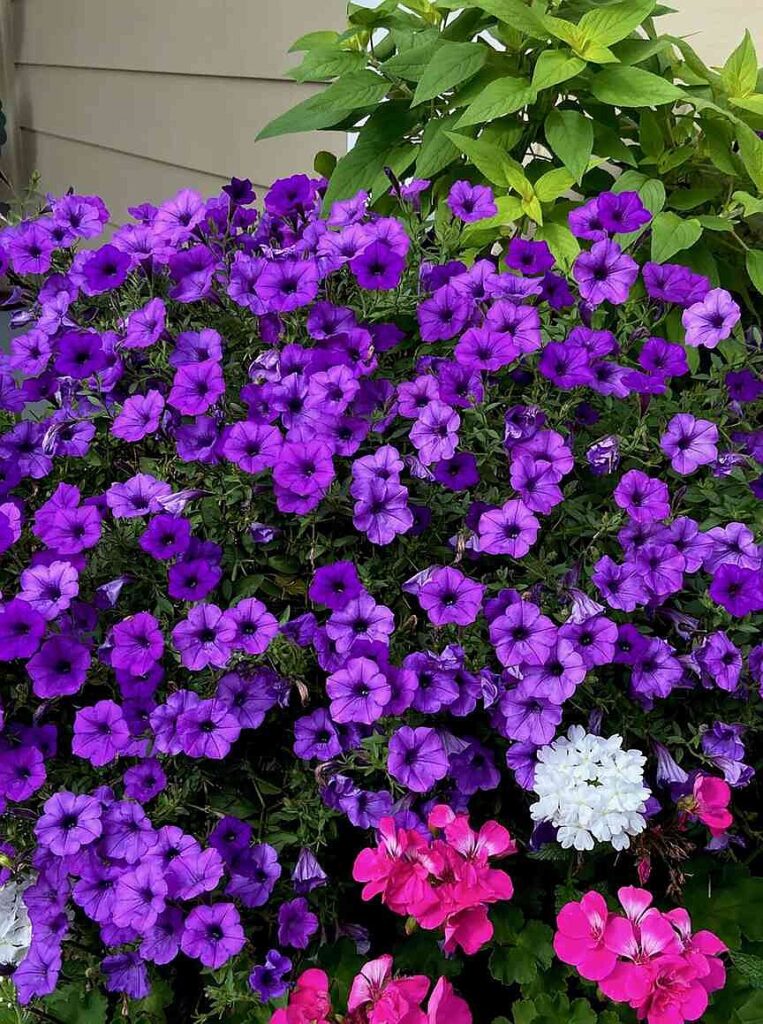 ON GARDENING: Supertunia Mini Vista Indigo captures a super Honor