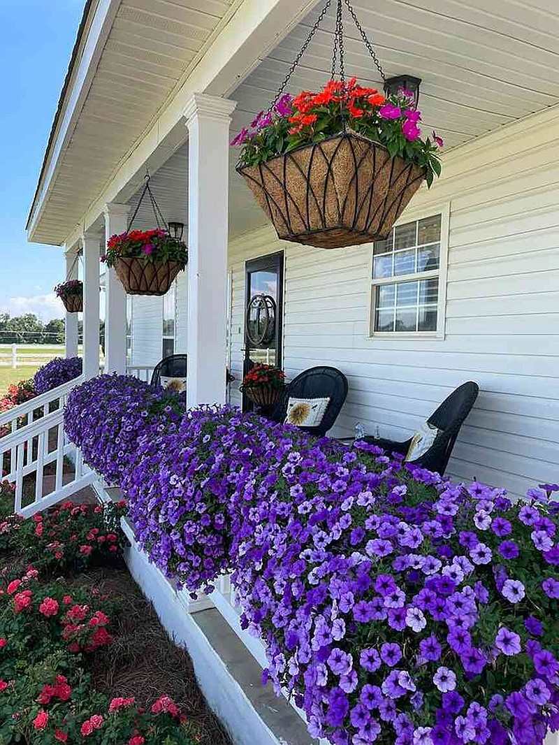Susan Middleton Turner from zone 9 Miller County, Georgia, shows how to stun with Supertunia Mini Vista Indigo petunias in coconut banister baskets. (Norman Winter/TNS)