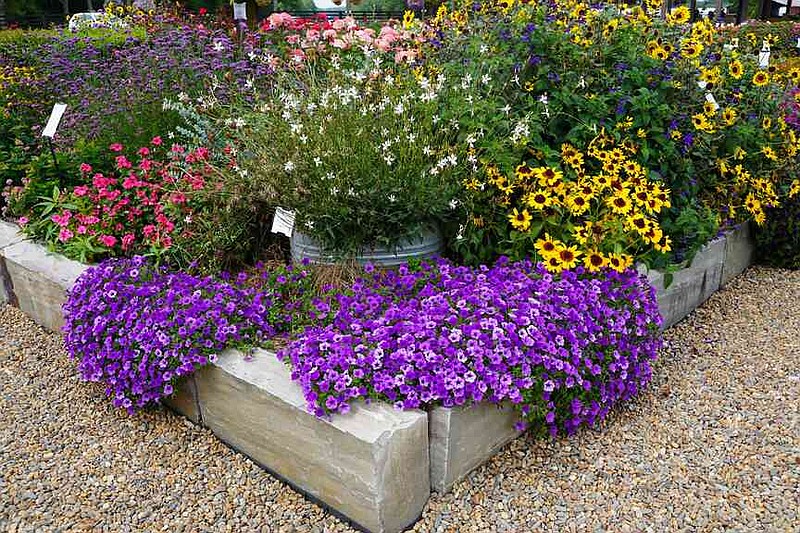 Supertunia Mini Vista Indigo petunias show out at the front of the border at a recent Young's Plant Farm Annual Garden Tour in Auburn, Alabama. (Norman Winter/TNS)
