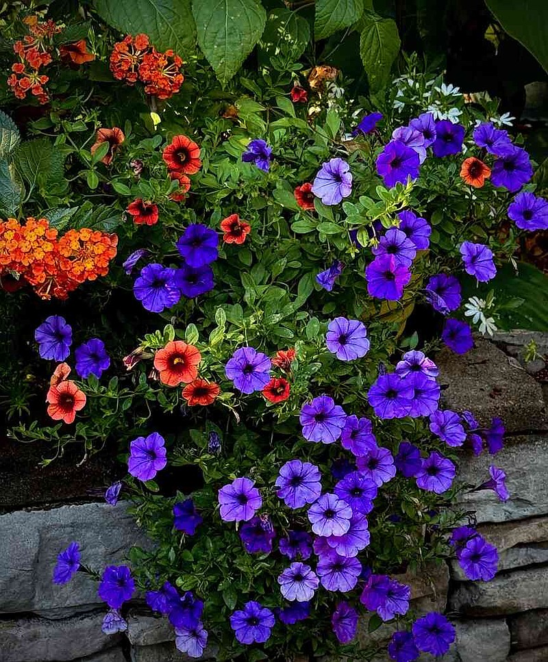 The Garden Guy has Supertunia Mini Vista Indigo petunia with Luscious Marmalade lantana and Superbells Tangerine Punch calibrachoa. (Norman Winter/TNS)