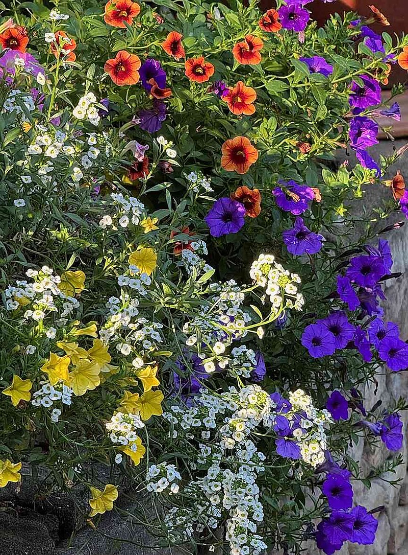 Supertunia Mini Vista Indigo petunia plays well in mixed containers. It is seen here with Superbells Tangerine Punch calibrachoa, Sow Princess sweet alyssum and Supertunia Mini Vista Yellow petunia. (Norman Winter/TNS)